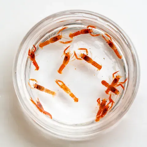 Over a dozen baby orange lobsters are seen in a petri dish